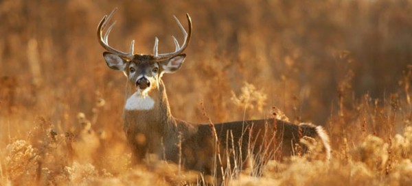 Minnesota Deer Hunting Season