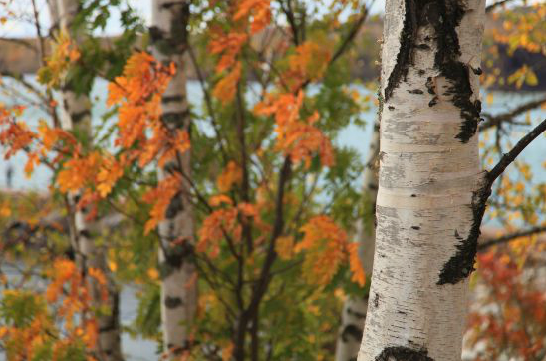Minnesota Autumn Colors